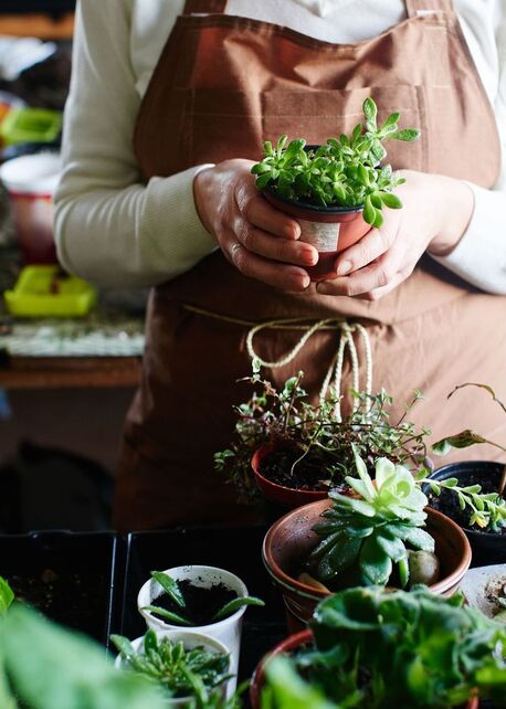 Terrarium Crafting