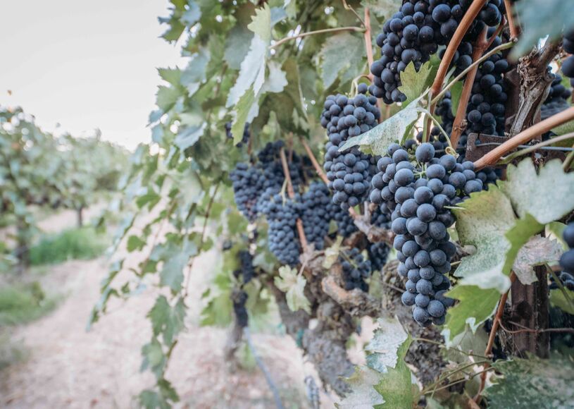 The best wine tasting rooms in the Lodi region