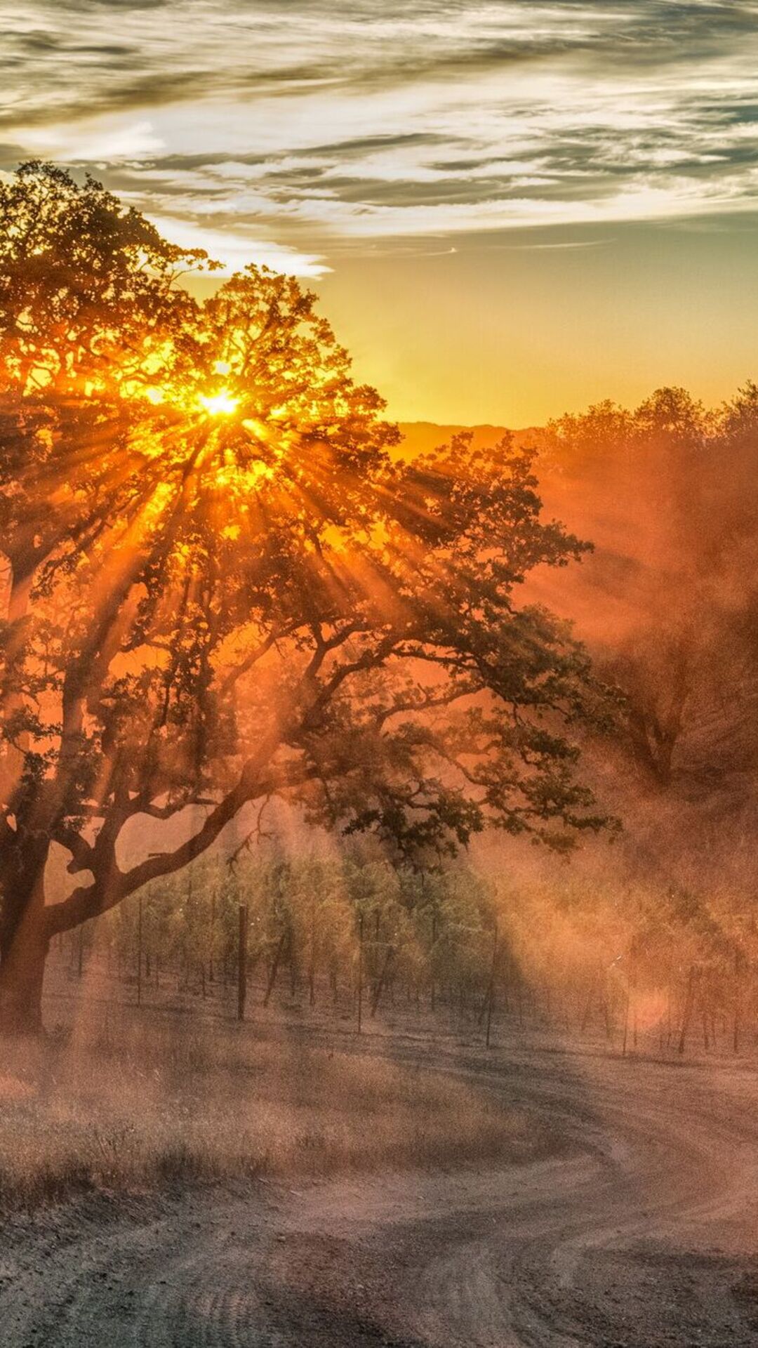 Blossoming Tranquility in Healdsburg’s Heart