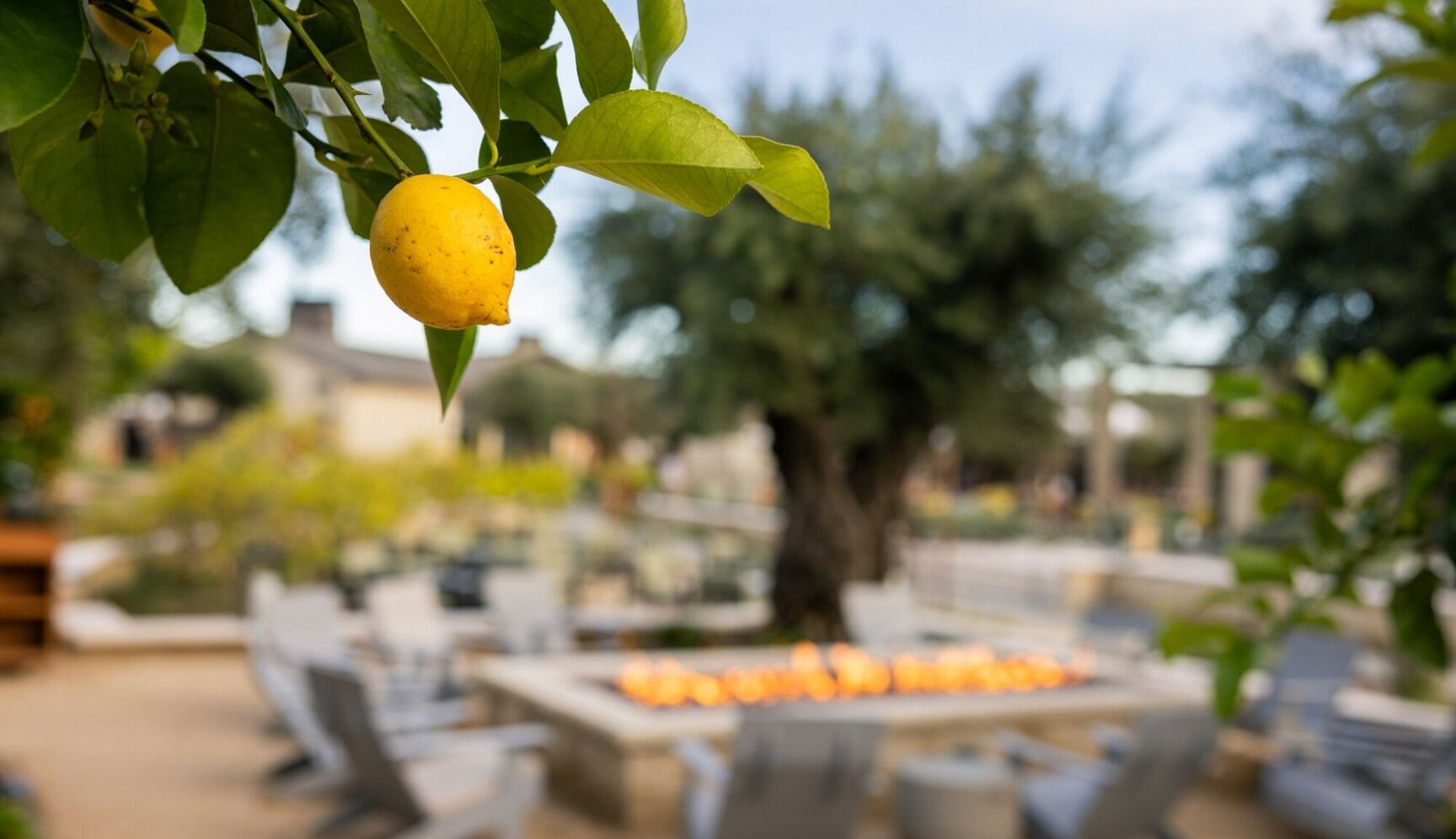 appellation healdsburg fire pit lemon tree