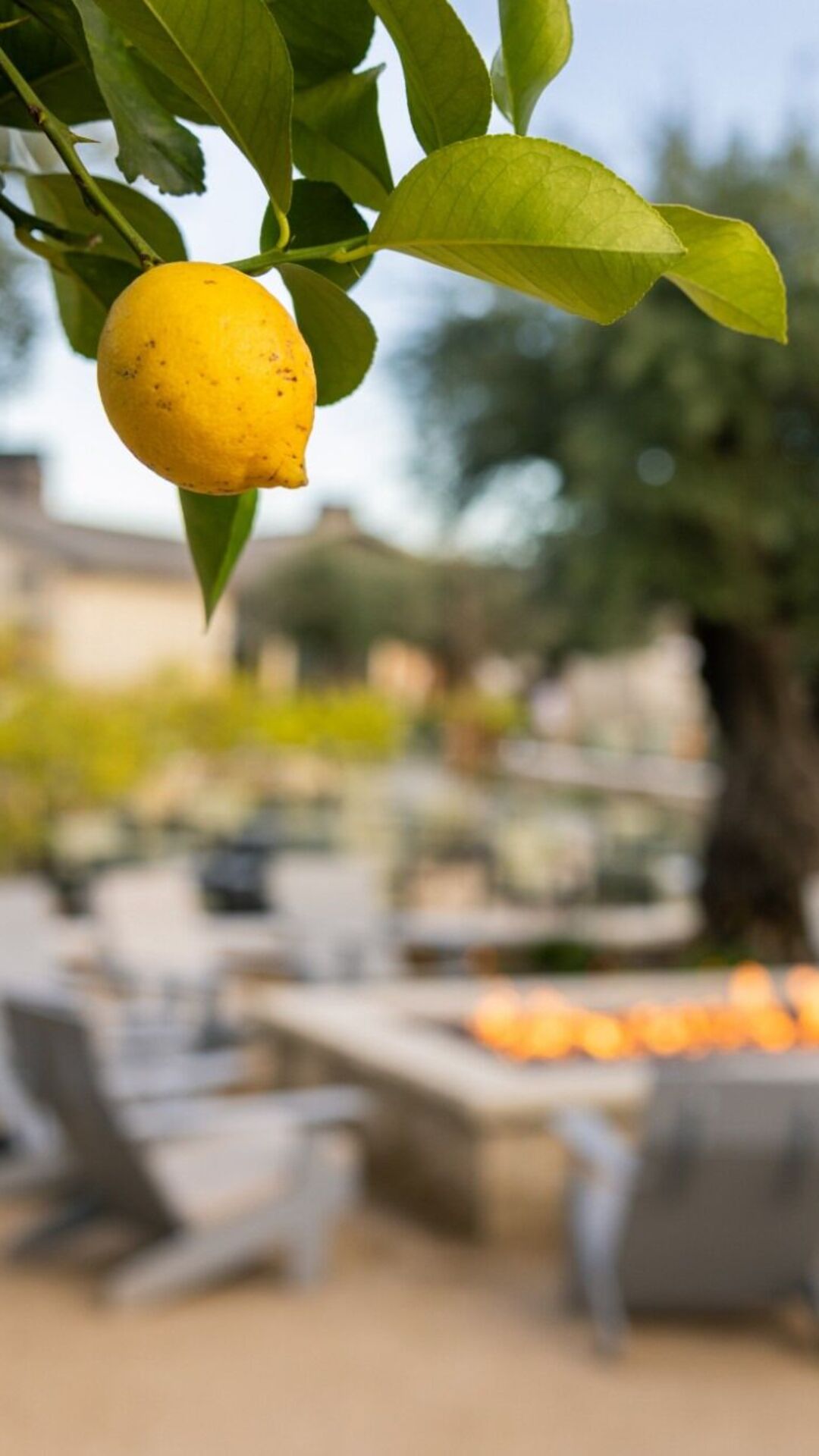 appellation healdsburg fire pit lemon tree