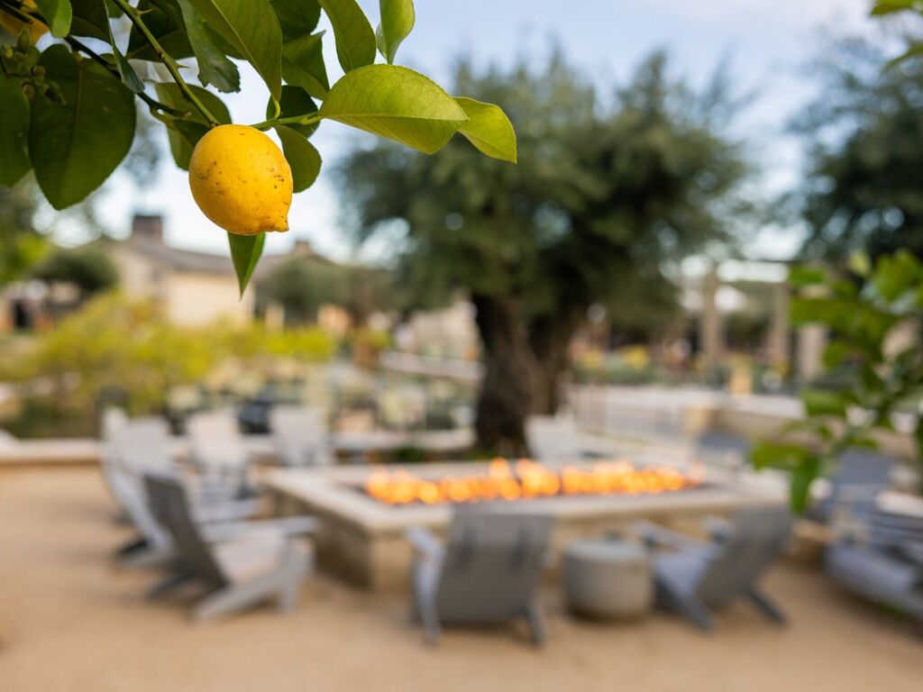 appellation healdsburg fire pit lemon tree