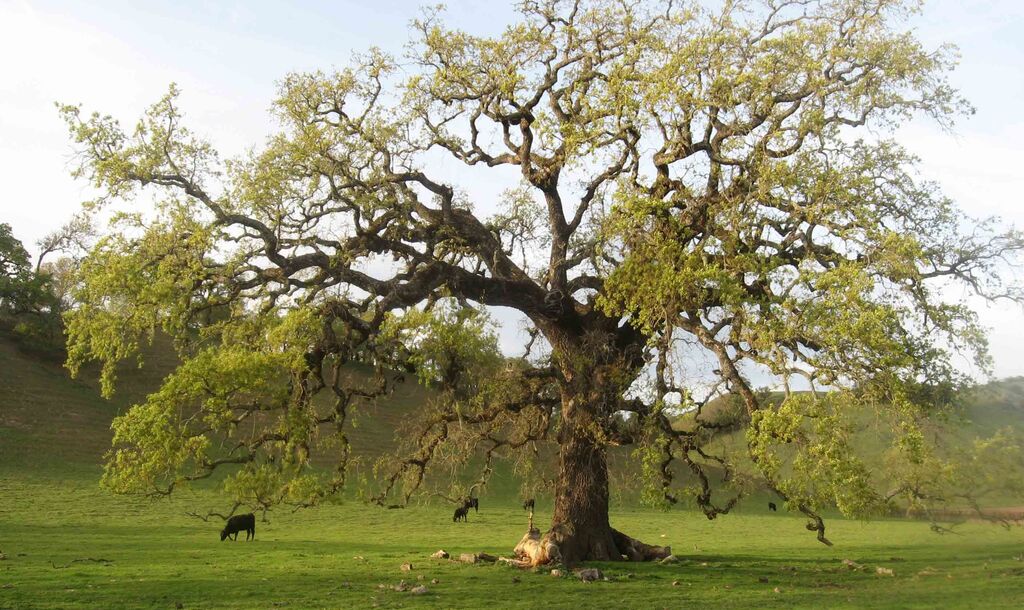 photo alexis greenberg