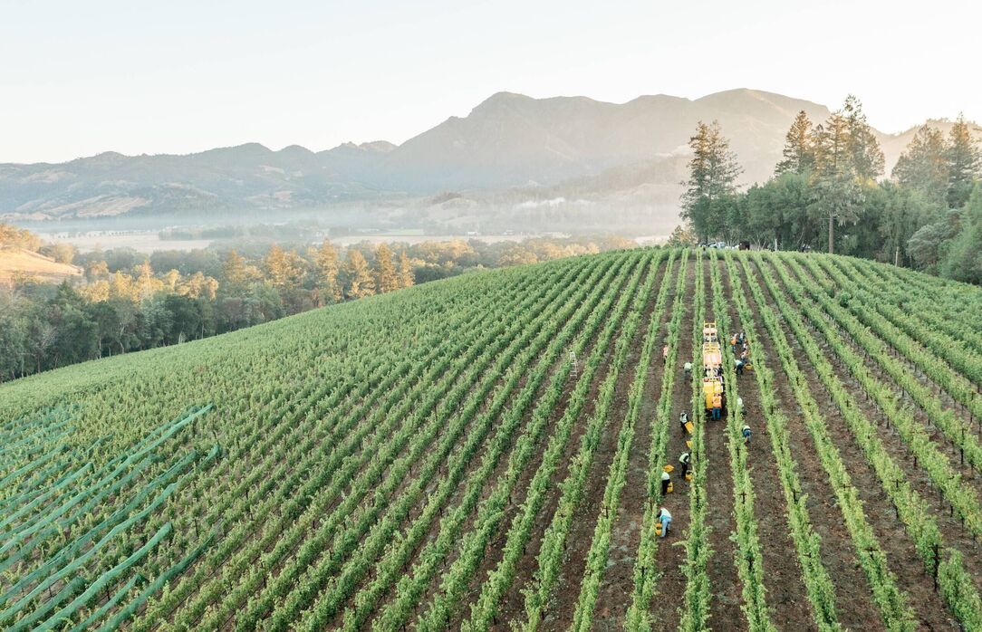 harvest in sonoma county in healdsburg